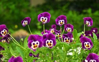 Montessori Botany Strange Flower HD Wallpaper