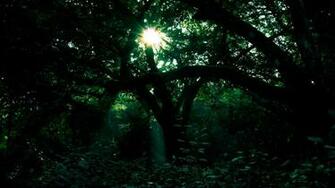 The Orchard Dark Green Forest Wallpaper HD
