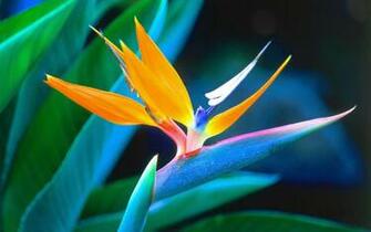 Flowers Depth Wallpaper Of Field Bird