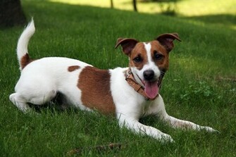 Jack Russell Terrier Wallpaper X
