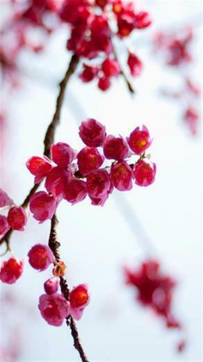 Apple Tree Flowers HD iPhone Wallpaper S 3g