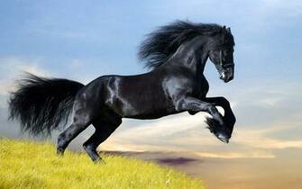 Black Horse Photography Ing Gallery