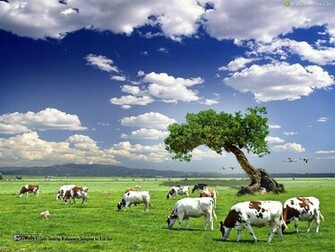 Cow Wallpaper
