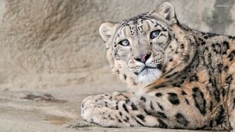 Snow Leopard Wallpaper HD Pictures One
