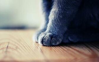 Cute Leg Of Black Cat Photo HD Wallpaper