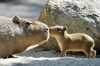 Capybara Wallpaper High Quality