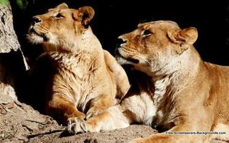 Wide Screen Animal Wallpaper Screensavers And Background