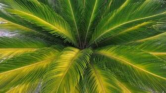 Palm Tree Wallpaper