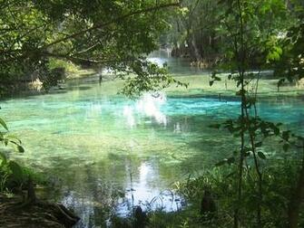 Ginnie Springs Blue Water Scenes Pictures