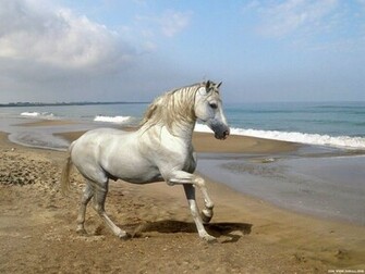 Wnp Wallpaper Pictures Horse Beach Dance