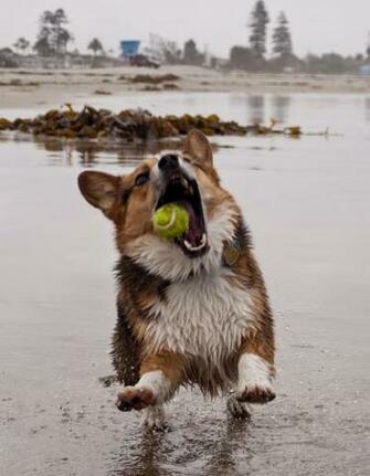 Welsh Corgi Wallpaper Animals Dogs HD Desktop
