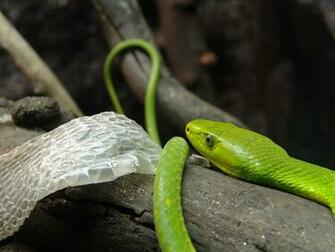 Eastern Green Mamba Wallpaper Background