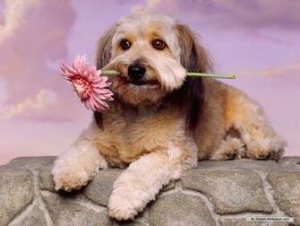 Toy Dog Wallpaper Dogs