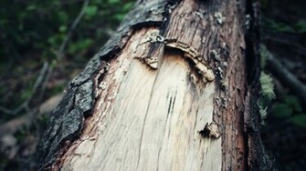 Cool Tree Wallpaper