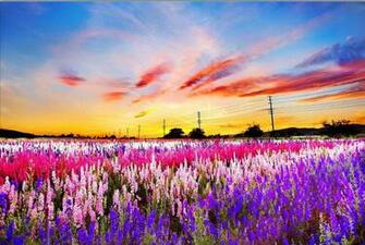 Field Of Flowers Wallpaper