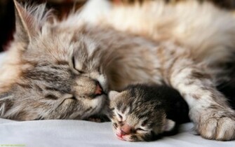 Baby Kittens Desktop Background Photos Cat