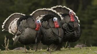 Wildlife Male Wallpaper Turkey Bird