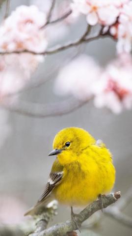 Pine Warbler Yellow Bird 4k Ultra HD Mobile Wallpaper