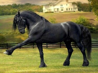 Friesian Horse Wallpaper Stallion