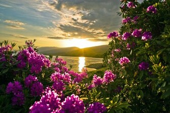 Sunset Spring Flower Wallpaper Vilage