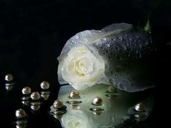 Pure White Rose Flower Wallpaper Awesome