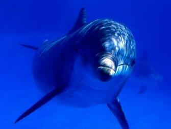 HD Dolphin Wallpaper Animal