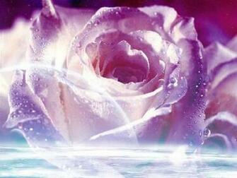 Magnificent Purple Roses Wallpaper