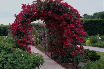 Sun Shines Beautiful Flower Garden Wallpaper