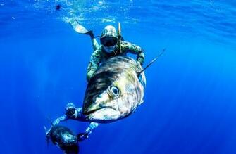 Spearfishing Panama