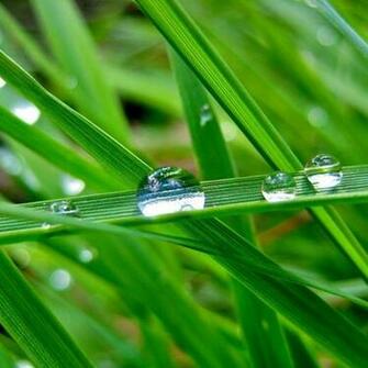 iPad Dew Drops Wallpaper Beautiful