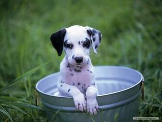 Dalmation Wallpaper Dogs