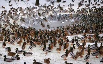 Waterfowl Fowl Ducks Flock Wallpaper Background