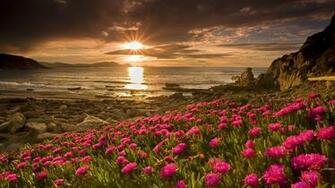 Flowers Sunrise Desktop Pc And Mac Wallpaper