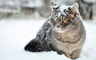 Wallpaper Cat Winter 1080p HD Upload At December