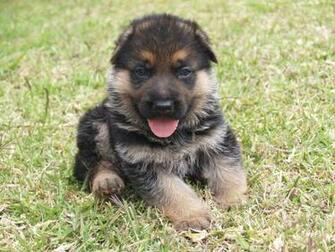 German Shepherd Puppies Wallpaper HD Cool
