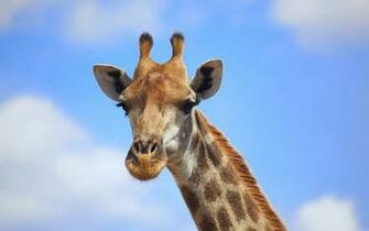 Cute Giraffe Wallpaper HD Jpg