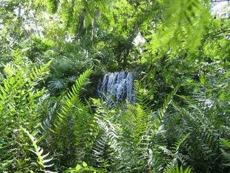 Wallpaper Tropical