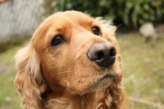 Sad English Cocker Spaniel Wallpaper And Image