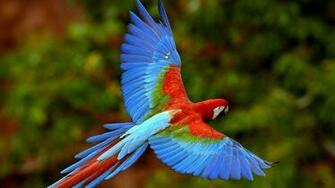 HD Wallpaper 1080p Birds Fish Bird