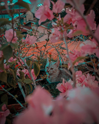 Cat And Pink Bunga Owrlbozl6iqwcsex Wallpaper