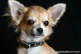 Picture Animal Chihuahua Dog Pictures Cute Pet