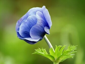 Description Narute Blue Flower Wallpaper Is A Hi Res For Pc