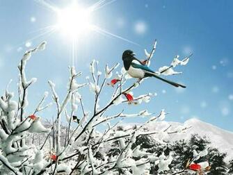 Winter Birds Wallpaper HD Desktop Picture Pictures