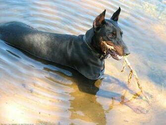 The Doberman Dog Desktop Wallpaper Pictures Online For Pc