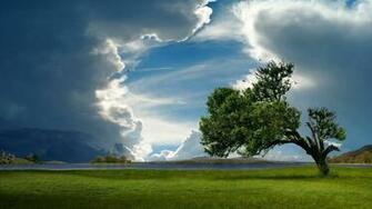 Tree Wallpaper HD
