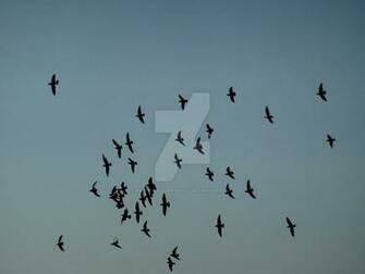Birds Flocking By Morbowilldestroyu