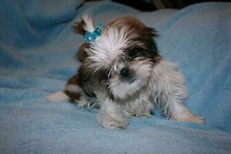 Teacup Shih Tzu Puppies Desktop Background