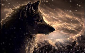 Anime Wolf Wallpaper On