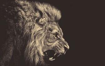 Classy Lion Wallpaper Athenna Design Web De