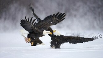 HD Eagles Wallpaper And Photos Animals